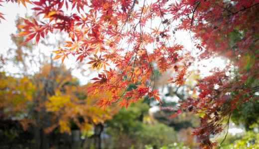 【WalkWithLeica #4】赤と黄色が色づく洗足池公園で秋を感じる。